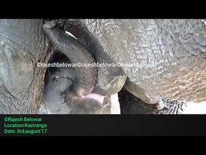 One day elephant's baby is drinking milk.