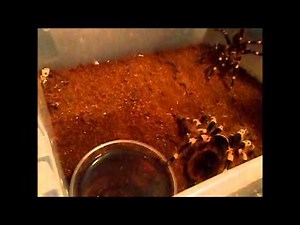 When Tarantulas attack.. viewer discretion advised