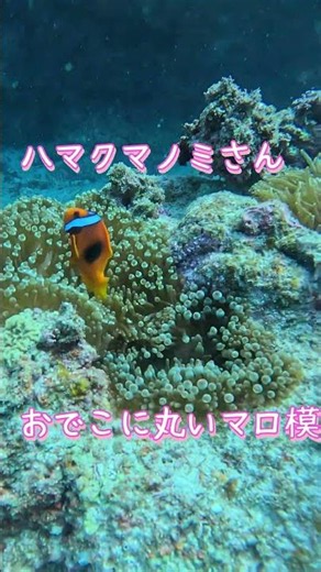 [Ishigaki Island] The moment sunlight turns the sea into magic. Tour video for July 19th