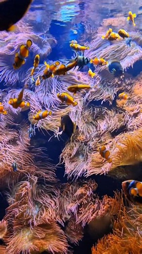 🐠 Anemonefish Place Did you know there are over 30 species of Anemonefish (Amphiprion) 🌊 These small, vibrant fish live in tropical coral reefs from the Indian Ocean to the western Pacific, often nestled among sea anemones for protection and partnership. 🌿 Quick Facts: • Belong to the genus Amphiprion (family Pomacentridae) • Found across Southeast Asia, Australia, Japan & the Red Sea • Size: usually 6–13 cm • All born male — the dominant turns female • Each species pairs with specific sea an