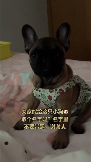 Unleash Your Creativity: Name Your New Puppy