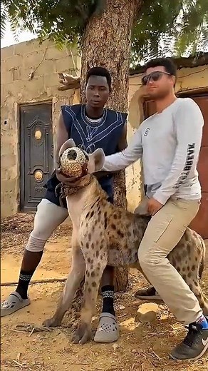 They Pet Hyenas Like Dogs! #trendingshorts