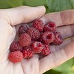 Raspberry: Willamette