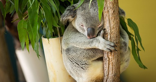 Truth or Tail: Koalas are not a type of bear.| Cleveland Zoological Society | January 12, 2021