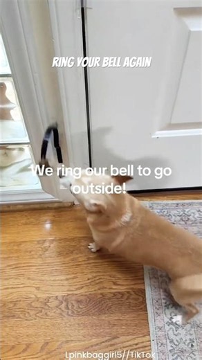 This Genius Dog Rings a Bell to Go Outside! 🔔