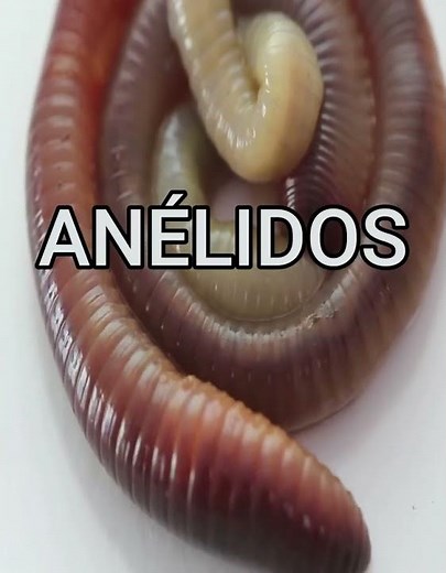 What is a worm?