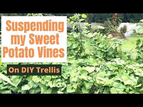 Suspending my Sweet Potato Vines on a DIY Trellis