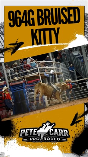 964G Bruised Kitty Bruised Kitty is on a tear. 15 trips in the last year. 14 buckoffs and 1 qualified ride. 📍 Recent Outs: – Utah Days of ‘47 | 22.5 / 23 – Oakley Xtreme Bulls | 22 / 23 – Pecos | 22 / 22.5 – Houston | 22 / 22 . . . #PeteCarrProRodeo #BornToBuck #BullPower #BruisedKitty #Unrideable #NFR #XtremeBulls #ProRodeo | Pete Carr Pro Rodeo