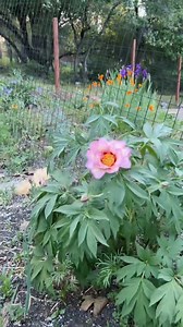 First peony bloom of the year 🤩🫶🏻 my fav flower! #peony #bloom #garden.mp4 | Gardening With Tara