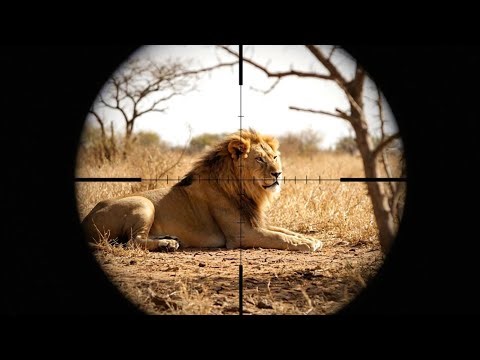 5 Lion Hunts In 1 Minute (Ultimate Lion Hunting Compilation) Lion Bow hunting Rifle Hunting #lion