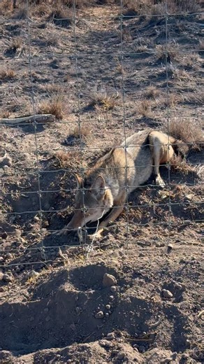 Trapping and snaring coyote control