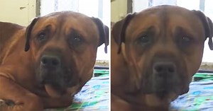 This Dog Is So Heartbroken After Getting Abandoned That He Can't Stop Crying