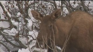 Man dies after being charged, kicked by moose in Alaska neighborhood