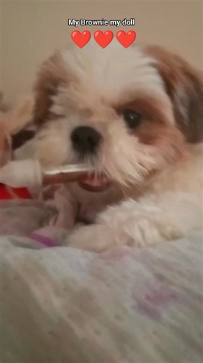 Good morning Max Family #hilightseveryonefollowers2025 #doglover | Charu Shilpi