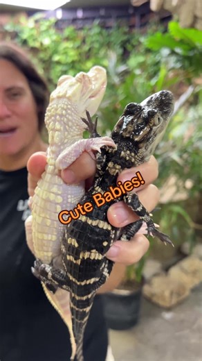 Meet the Adorable Baby Alligators and Their Diet