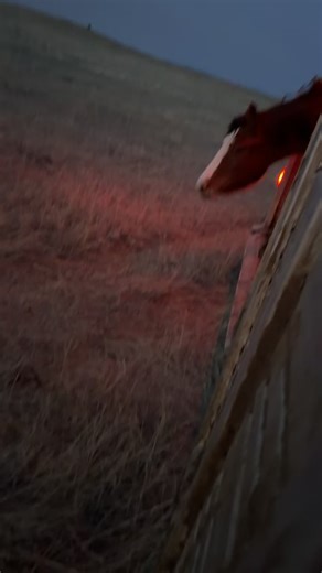 Bucking Horses: The Heart of South Dakota Cowgirl Culture