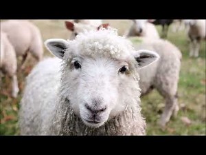 Sheep Baa Sound | Animal Sounds