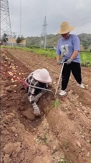 Easy digging process of potatoes with a creative tool