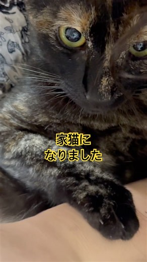 【保護猫】サビ猫。爪切り暴れないコン ⁉️ #cat