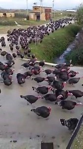 611K views · 1.4K reactions | Breaking News: Black Turkeys March in protest over President Trump pardoning a White Turkey. #BlackTurkeysMatter | No More Libtards | Facebook