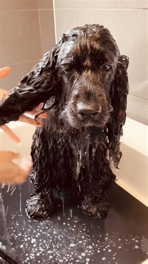 Cocker spaniel getting a bath #fun #spa#doggielife