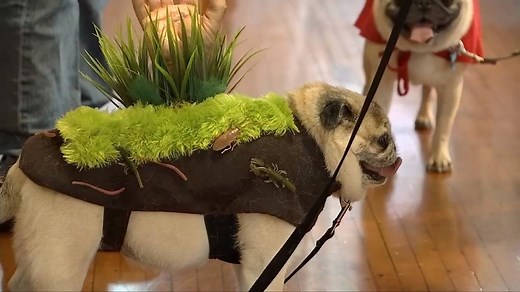 What's cuter than kids in costumes? Pugs in costumes! The third annual 'Pug-O-Ween' event took place in Portland over the weekend. MORE: http://bit.ly/2exwgKn | FOX 12 Oregon