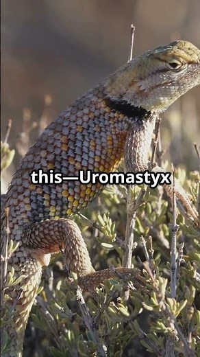 Uromastyx Lizards: Nature’s Spiky-Herbivore Wonders! | Facts and Stories plus!