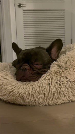Sleepy Puppy Snoring 🐶💤 | Relaxing Rain Sounds for Deep Sleep 🌧️ #shorts #relax #sleep #calm