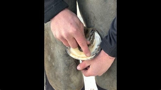 Basic horse hoof anatomy | Francois Villatte