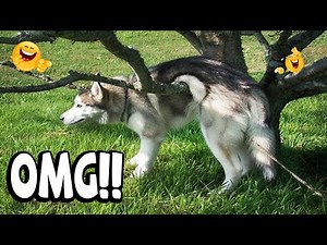 These Dogs FAILED So Bad 😂🐶 | Funniest Dog FAILS Compilation #1