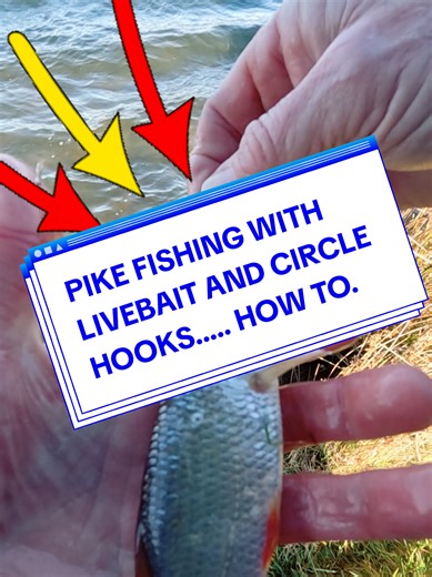 Effective Pike Fishing Techniques with Live Bait
