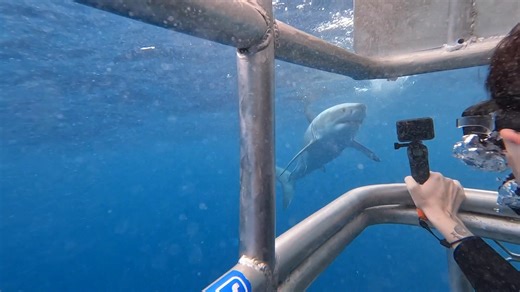 It was a great day on board December 10th. We headed to Neptune Island Marine Park and saw 2 different Great White Sharks during the day. This footage was filmed by guest Alanna Kirk. | Shark Cage Diving - Calypso Star Charters