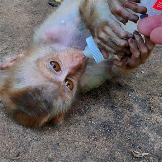 24K views · 2.4K reactions | Tinky's Unhappy But Won't Share Milk with Binky!  | Beloved Monkeys Of Cambodia | Facebook