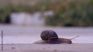 Ground level view of a snail slowly moving on concrete