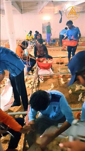 How to injection 💉 broiler chicks #shorts #aahadtv