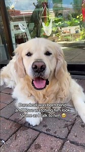 Mr Wobbly Eyes (Daredevil has nystagmus, secondary to optic nerve,hypoplasia#uk #usa #canada #viral