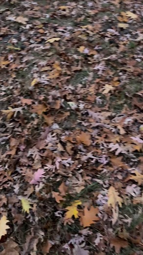 Big buck down! Legendsranch.com | Legends Ranch