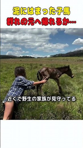 泥に足を取られた野生の子馬を救出、無事に家族の元へ 🐴❤️ #動物レスキュー #子馬 #感動