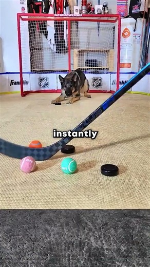 Dog As a GOALIE? 🤯