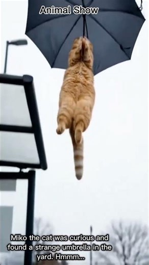 Funny & Entertaining🐱🤣#FunnyCats #FlyingCat #CatComedy #CatShorts #ViralCats