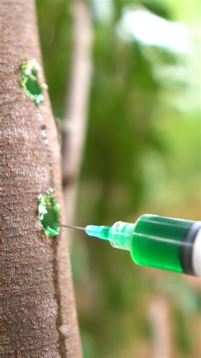 8.5K views · 131 reactions | Paano Ang Proseso Ng Inoculation Watch...