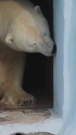 Comparação de Força: Urso Polar vs Urso Pardo