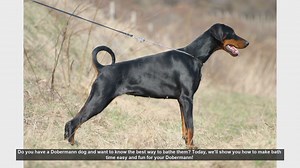 How to Bathe Your Dobermann: Easy and Fun Tips!
