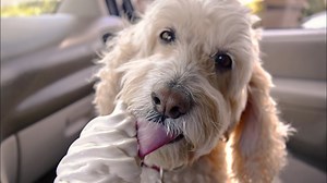 15 Pros and Cons of Owning a Cockapoo