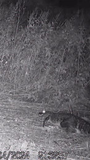 Nature Is Metal on Instagram: "Amphibious Assault 📽 by @joshferg86 While we usually think of alligators as slow-moving outside the water, they can actually reach impressive speeds in short bursts, especially when there’s a meal in sight. Watching this powerful predator stealthily shrink the distance before going in for the kill is a reminder that their hunting skills aren’t limited to the water. The raccoon might have stood a chance if it wasn’t preoccupied with whatever it deemed more importan