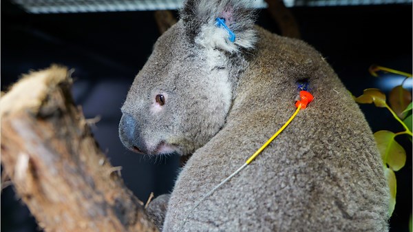Koalas Go Home To The Wild After Undergoing Chlamydia Treatment