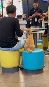 928K views · 101K reactions | the best date ever tiktok.com/@kaye_febrer | Mga pusa sa daan | Facebook