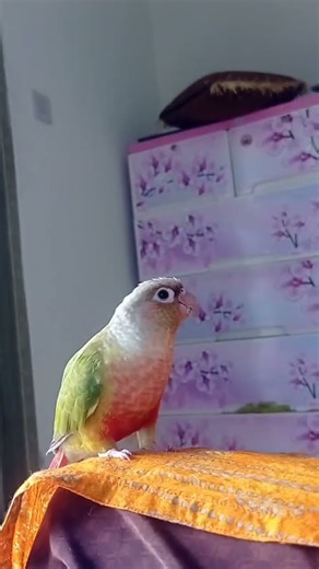 Funny Conure’s Best Trick | Turning into a blur at top speed!