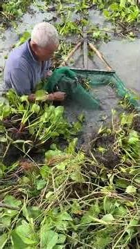 Amazing Fish Trapping Skills With Primitive Technology