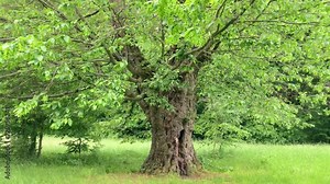 Very old and huge Lime tree in summer with green leafs